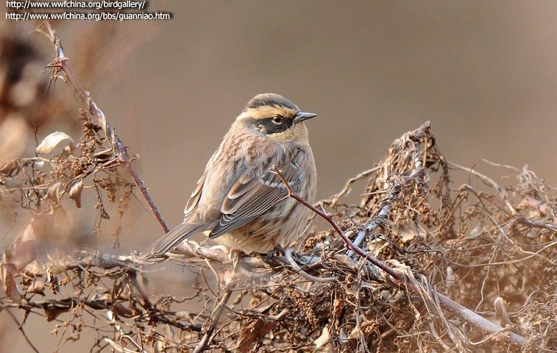 ��üɽ���ң���Ӱ������Ӧ���£�����ص㣺����������ʱ�䣺20110212