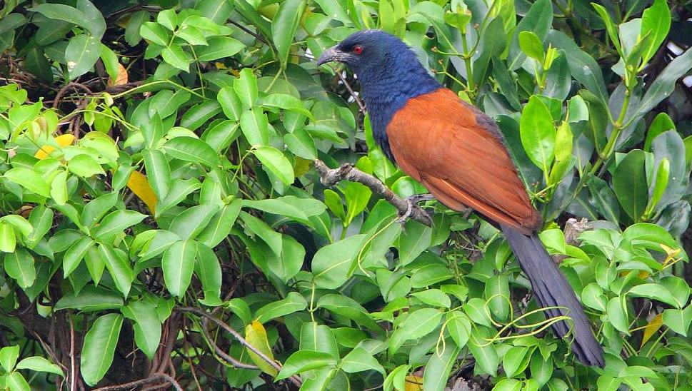 �ֳ�ѻ�飬��Ӱ��Chimpanzee