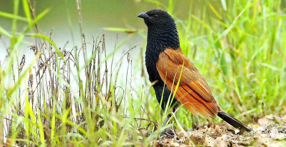 Сѻ���׼��