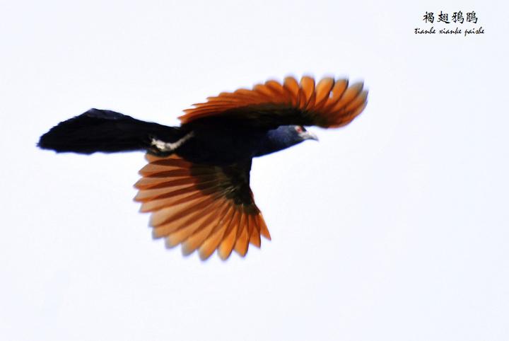 �ֳ�ѻ������գ����¸����ɫ����Ӱ������п�