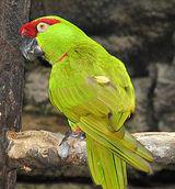 �����и���