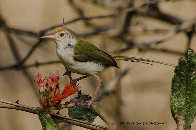 ��β��Ҷݺ��ͼƬ