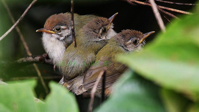 ��β��Ҷݺ��������Զ����