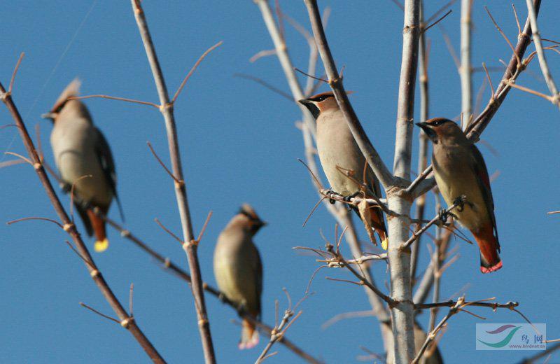 ̫ƽ�������ֻ����β����ɫ��С̫ƽ��β����ɫ�����ң�