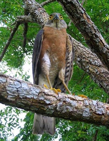 ��ȸӥ��ͼƬ