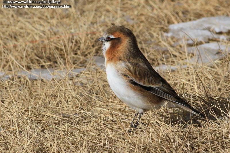 �ؾ�ѩȸ��ͼƬ