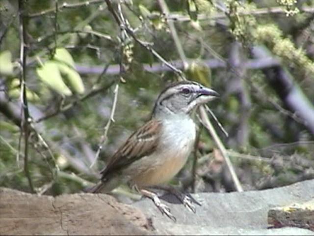 ͨ��˹ȸ�c��ͼƬ