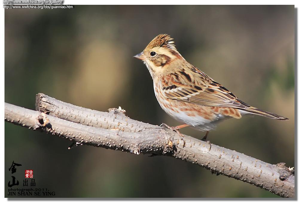 ���c������