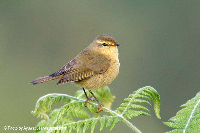 �ظ���ݺ��ͼƬ