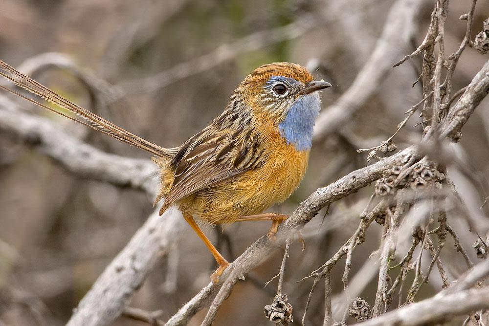 ��β��ݺ��ͼƬ