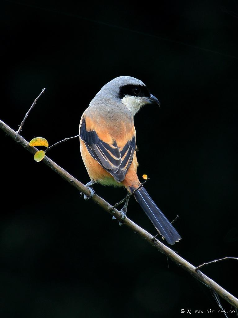 �ر�����