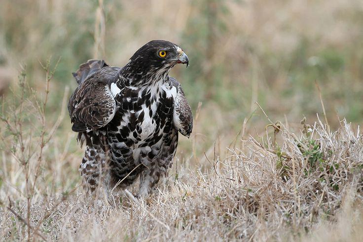 ���������ͼƬ