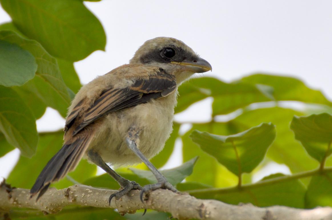 �ر�����