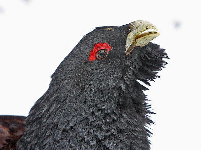 �ɼ�����ͷ��