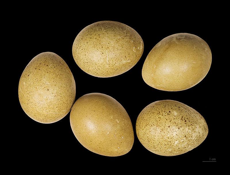 �ɼ�ָ�����ֵ�����