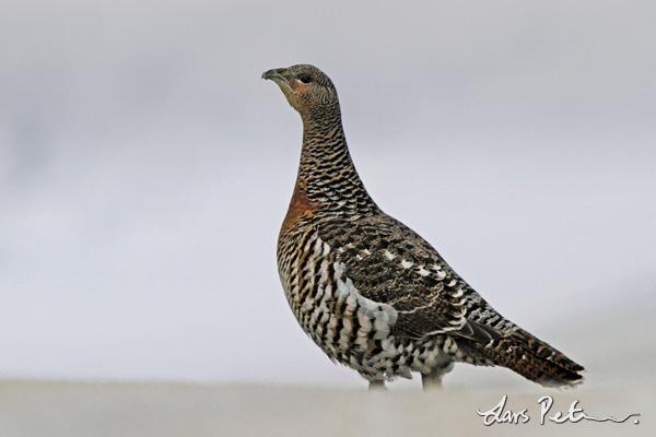 �ɼ�������