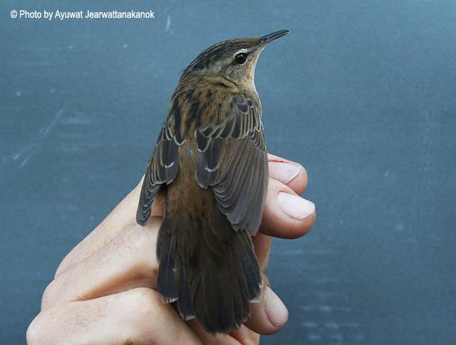 С��ݺ������̩����2010.01