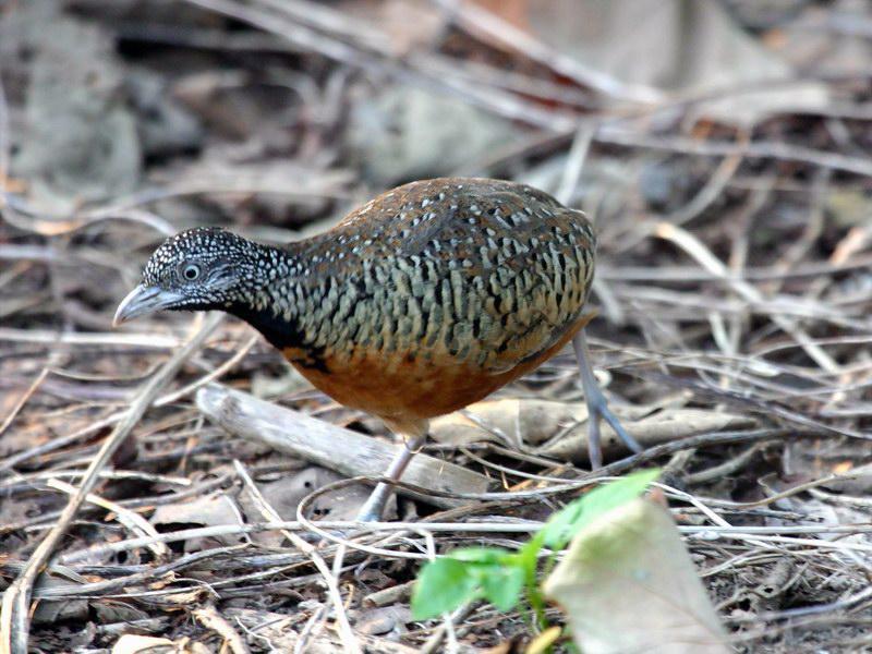 ����ֺ�ȣ�����