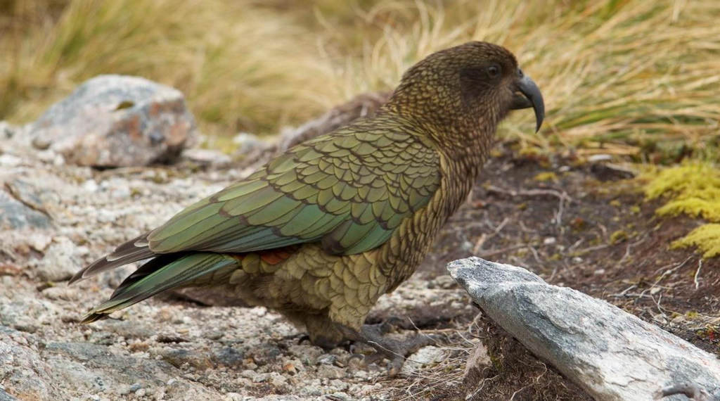 ������������ͼƬ