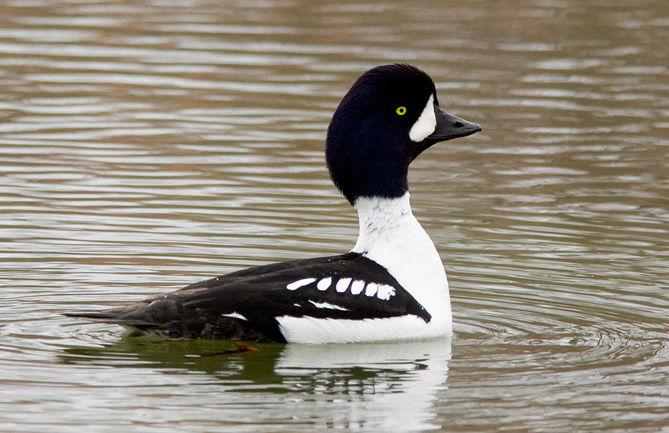 ����ȵѼ��ͼƬ