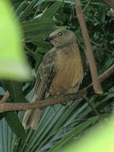 ��ͤ����