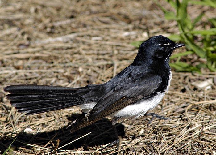 �ڰ���β�l��ͼƬ