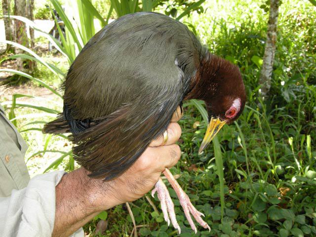 ����������ͼƬ