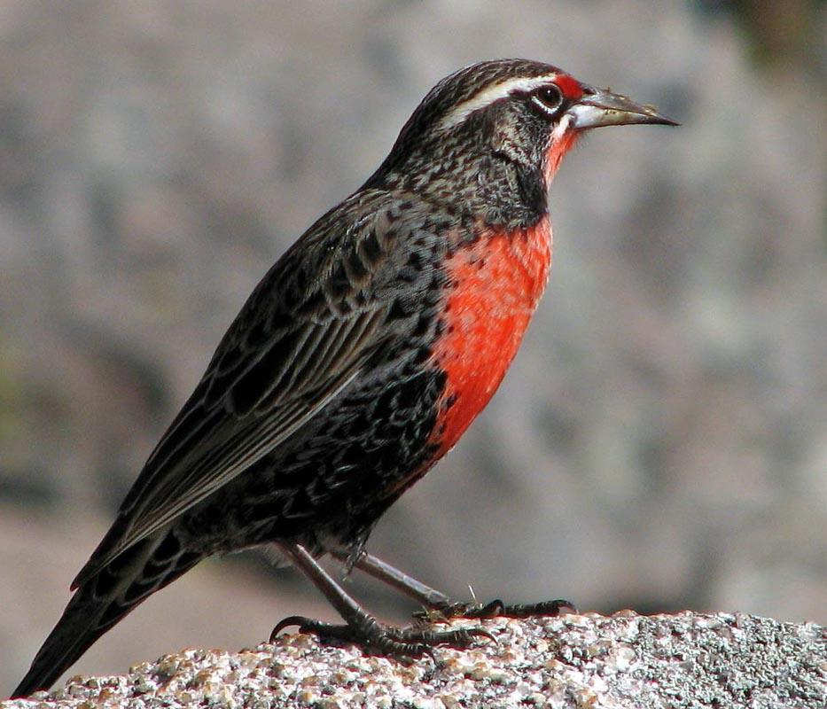 ��β�ݵ��ҵ�ͼƬ