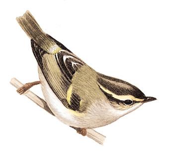 ������ݺ