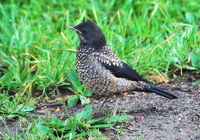 �ر�𴣺�������ԣ�