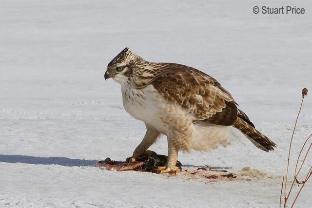 ӥ���ǳ���