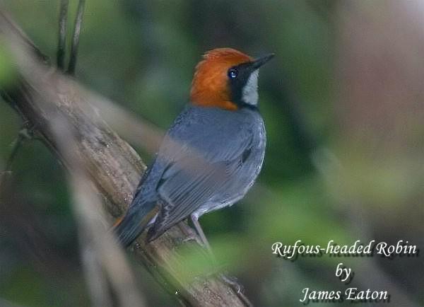 ��ͷ����������ߣ�James Eaton���ص㣺�Ĵ���կ����ʱ�䣺2005��5�¡�