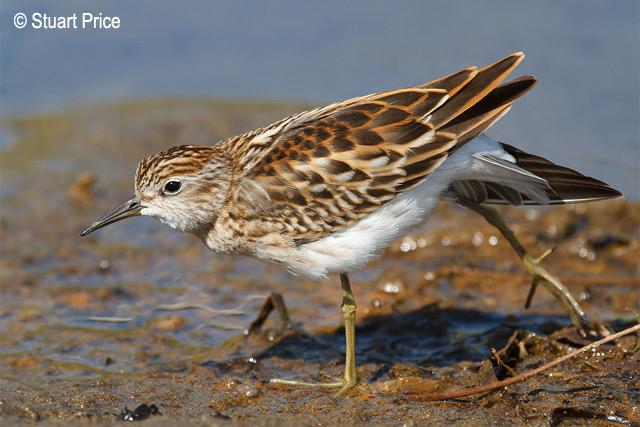 ��ֺ���֣���ֳ��