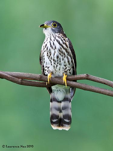 �ظ�ӥ�飺�ǳ���