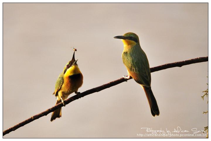 С�仢����Ӱ��������