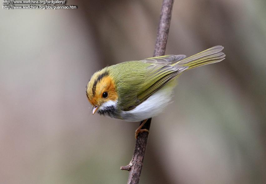 �����lݺ��ͼƬ