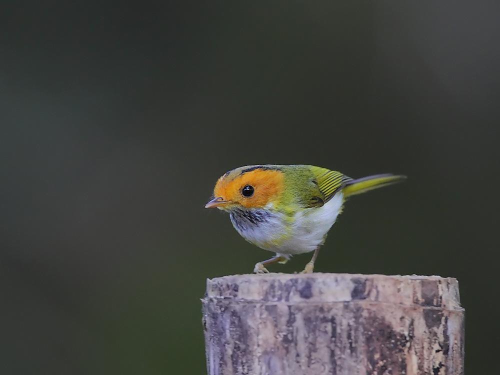 �����lݺ����Ӱ����