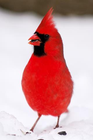 ����ȸ