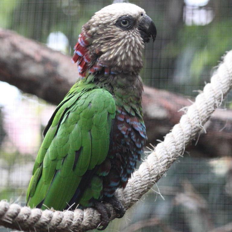 Buff Hawk-headed Parrot