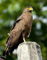 ���ɱ��ߵ�