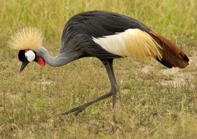 ����ף�������ף�Balearica pavonina