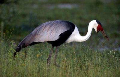 �ⴹ�� Bugeranus carunculatus