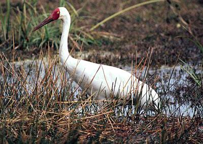 �׺� Grus leucogeranus