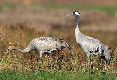 �Һ� Grus grus