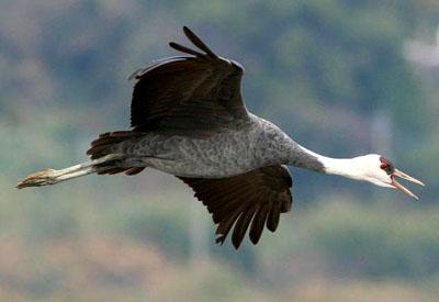 ��ͷ�� Grus monacha