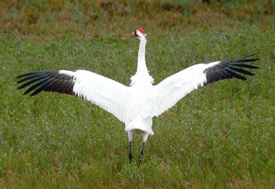 ���޺� Grus americana