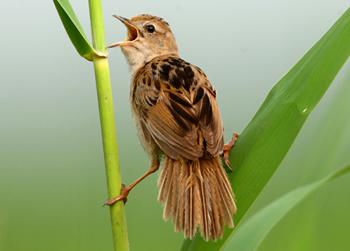 �߱���βݺ Megalurus pryeri