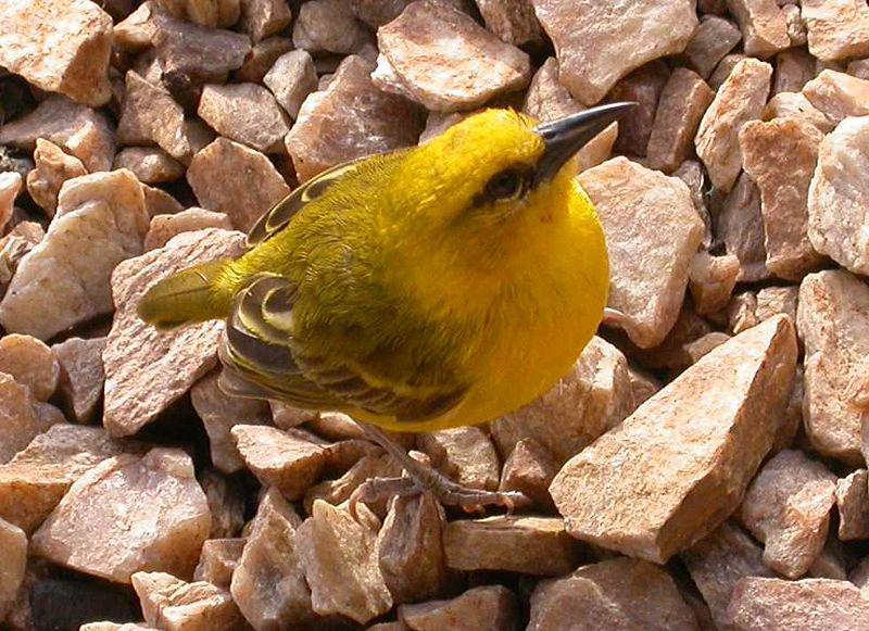 ϸ��֯ȸ��ͼƬ