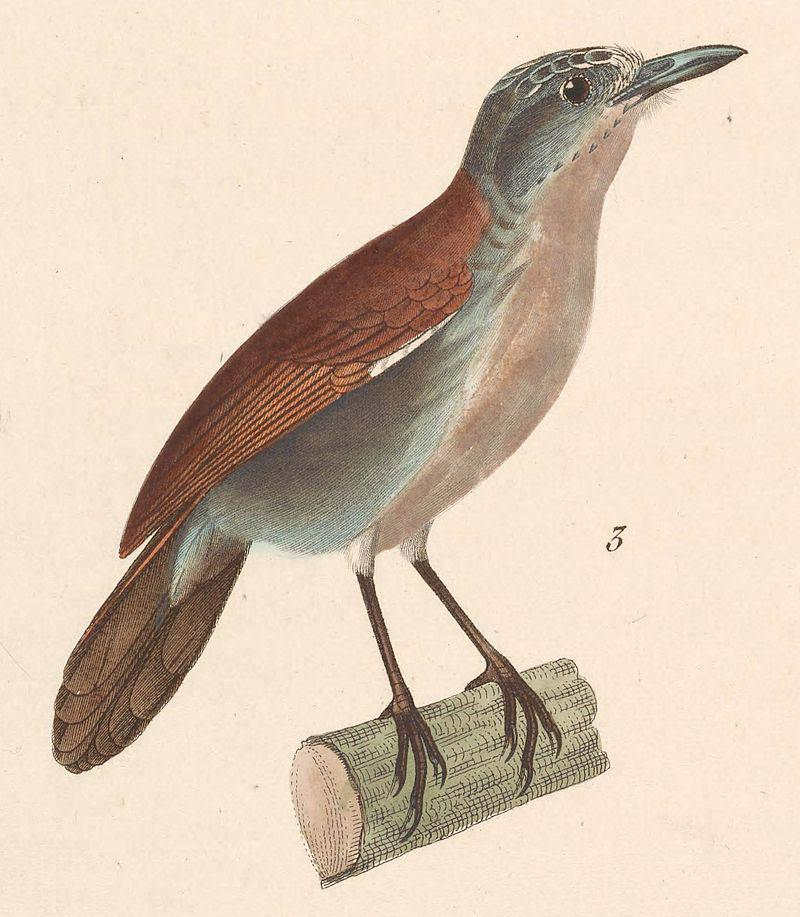 �������̵�ͼƬ