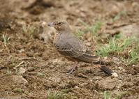 ��βĮ�����ͼƬ